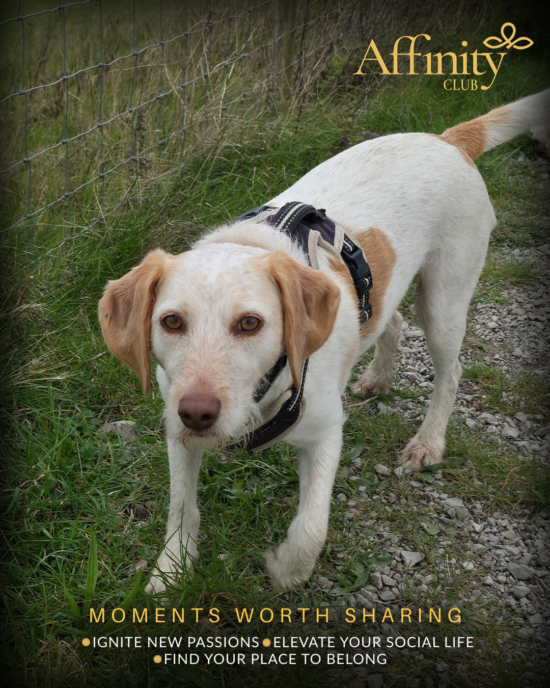 Gedling-Country-Park-Walk-Nottingham-Affinity